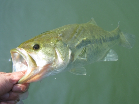 宮城でバス釣りを楽しむための人気フィールドと禁止エリアの紹介 - ENJOY ANGLER