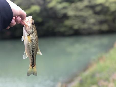 バス釣り